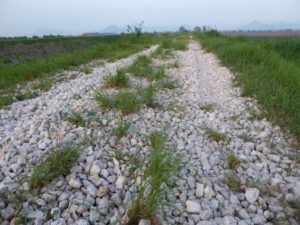 thumbnail of foto-1-maggio-2016