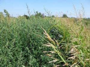 thumbnail of foto-5-settembre-2016